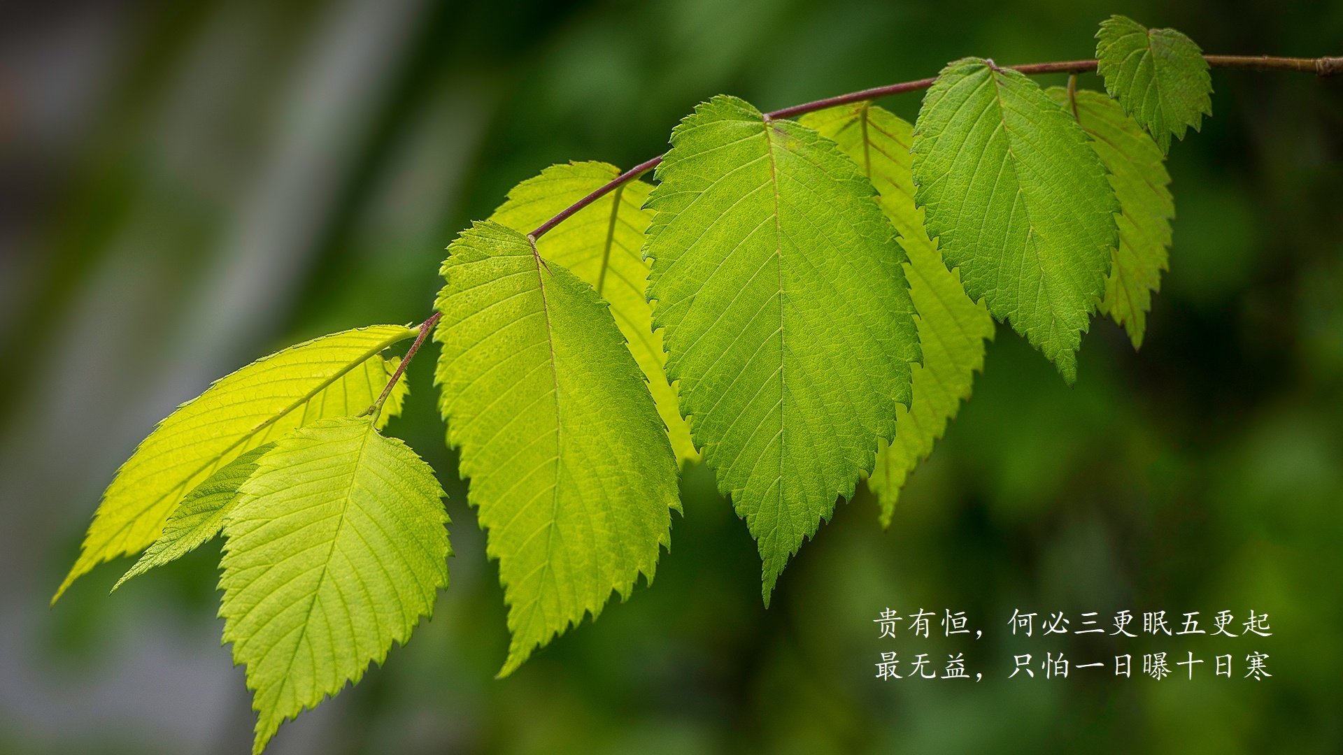 亚眠前锋传射频繁，火力逐渐恢复正常，亚眠球衣